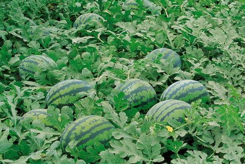 51cg吃瓜网入口,带你走进娱乐八卦的狂欢世界